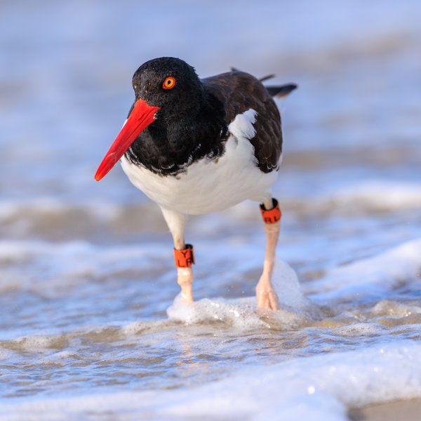 American Oystercatcher