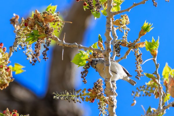 Lucy's Warbler