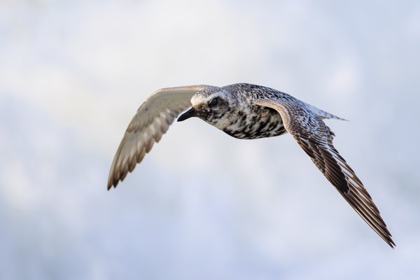 Black-bellied Plover