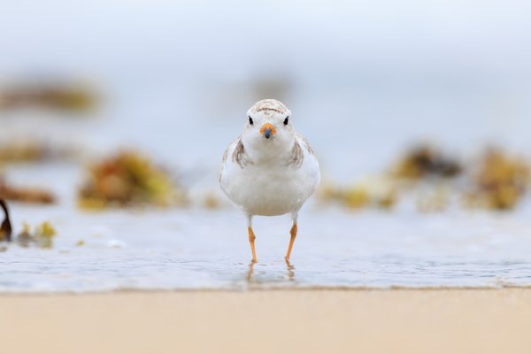 Piping Plover