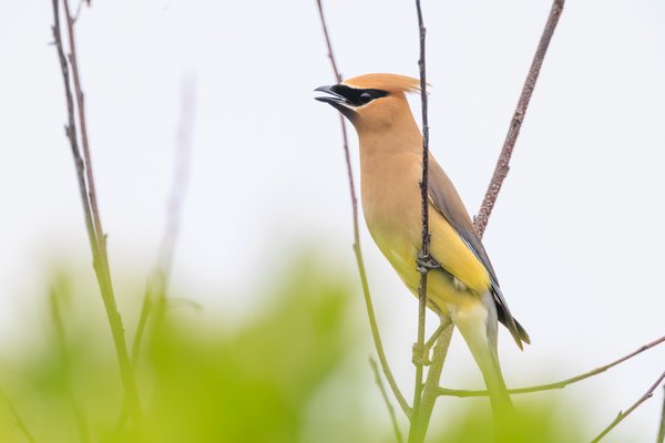 Cedar Waxwing