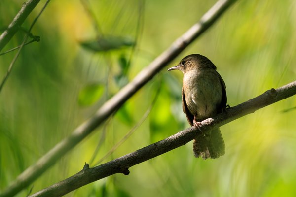 Northern House Wren