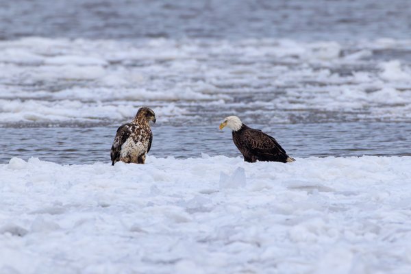 Bald Eagle