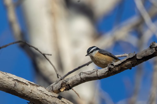 Red-breasted Nuthatch