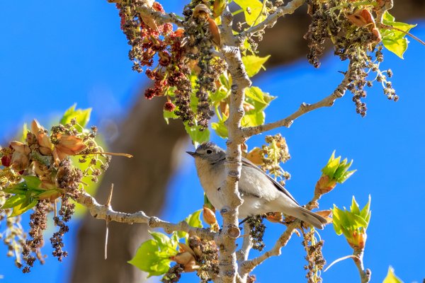 Lucy's Warbler