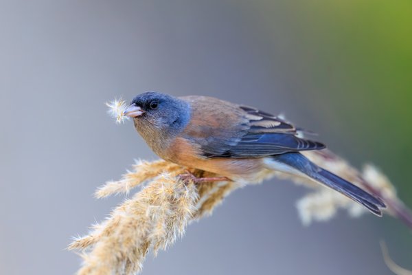 Dark-eyed Junco