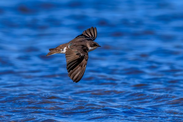 Tree Swallow