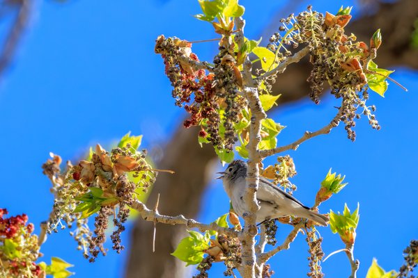 Lucy's Warbler