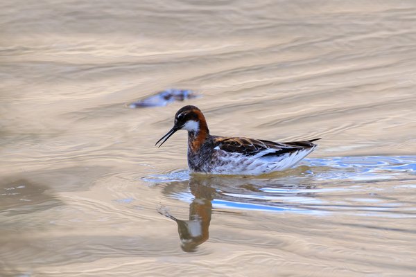 Red-necked Phalarope