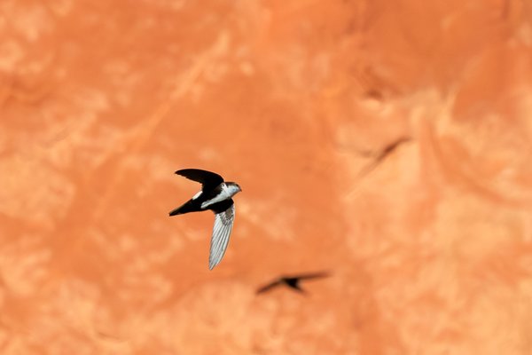 White-throated Swift