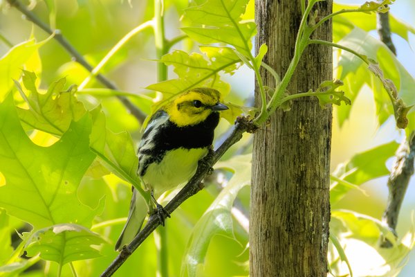 Black-throated Green Warbler