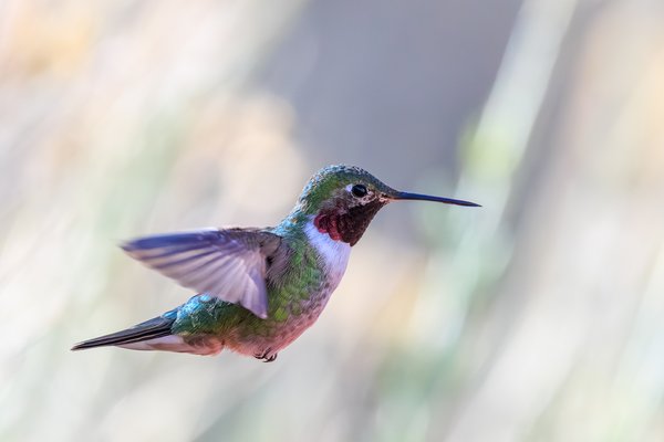 Broad-tailed Hummingbird