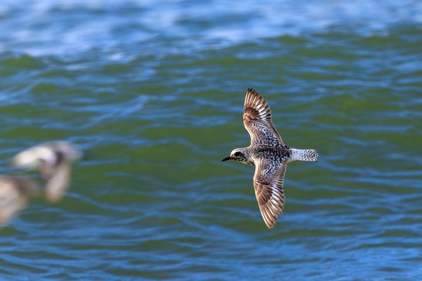 Black-bellied Plover