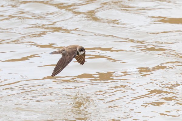 Northern Rough-winged Swallow