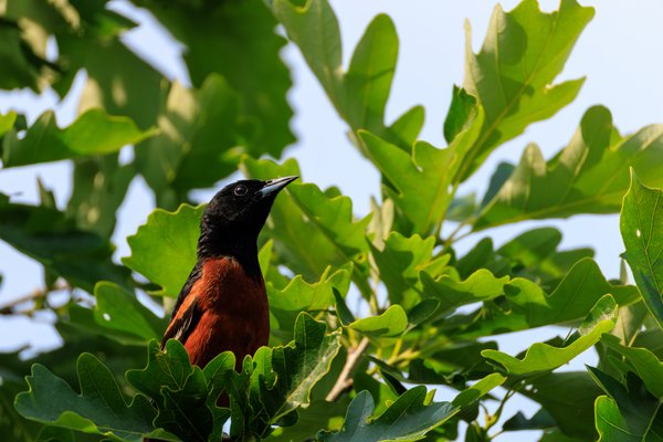 Orchard Oriole