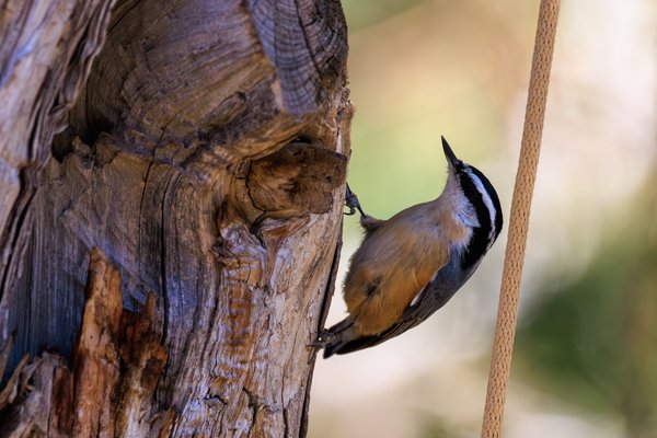 Red-breasted Nuthatch