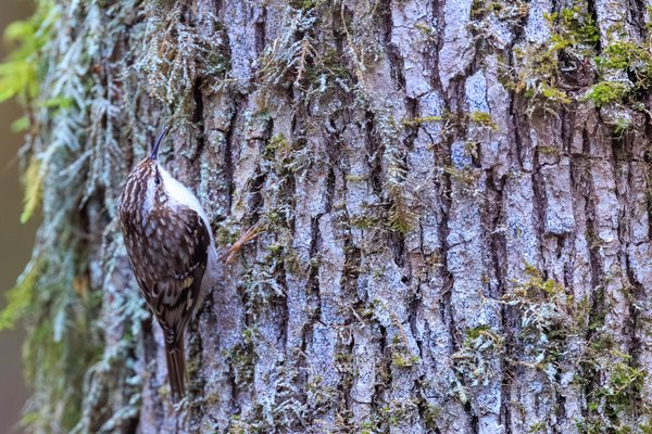 Brown Creeper