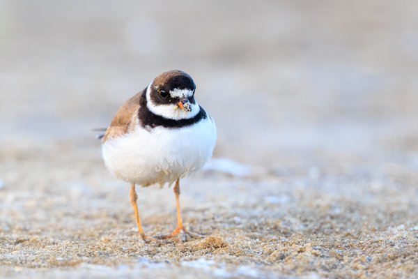Semipalmated Plover