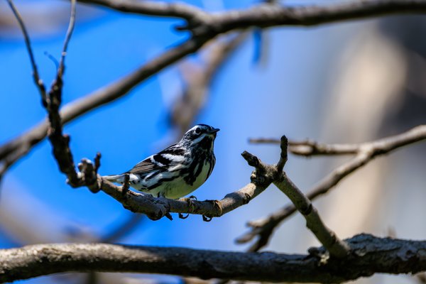 Black-and-white Warbler