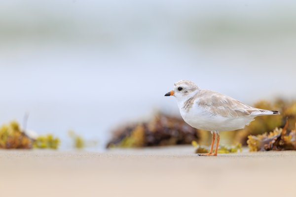 Piping Plover