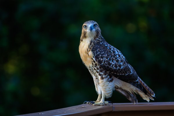 Red-tailed Hawk