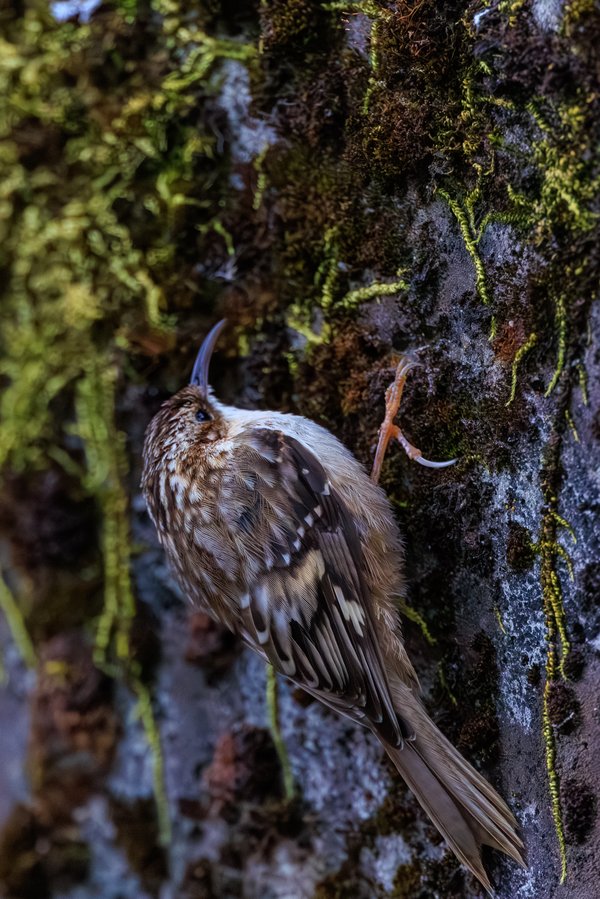 Brown Creeper