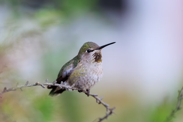Anna's Hummingbird
