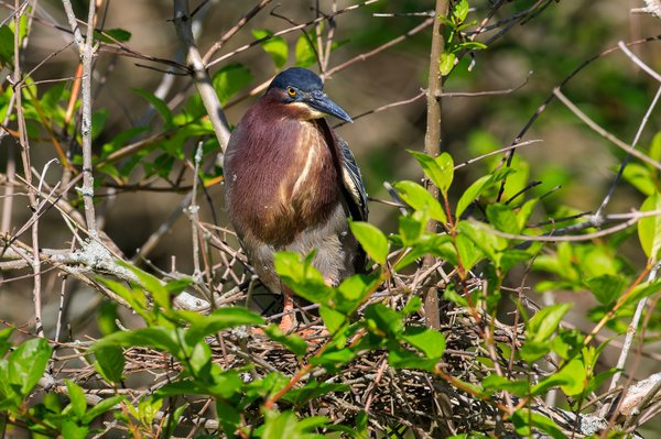 Green Heron