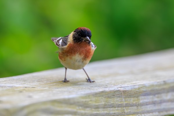 Bay-breasted Warbler
