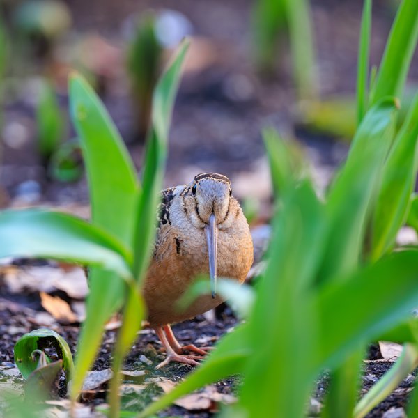 American Woodcock