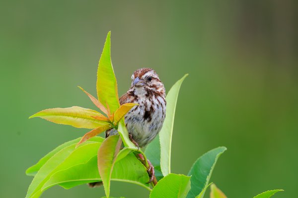 Song Sparrow