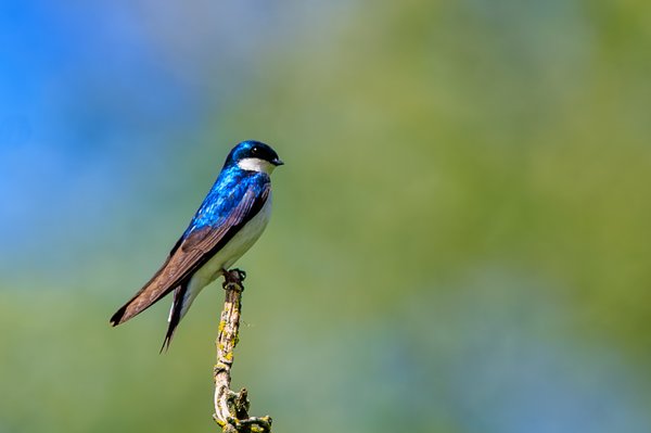 Tree Swallow