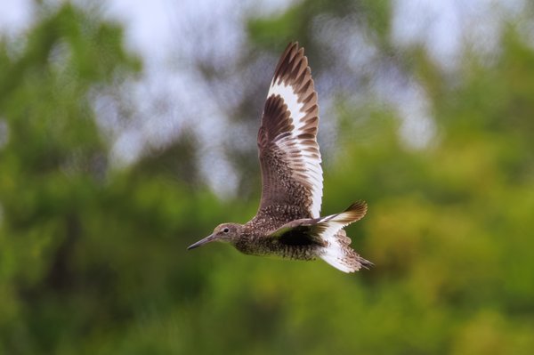 Willet