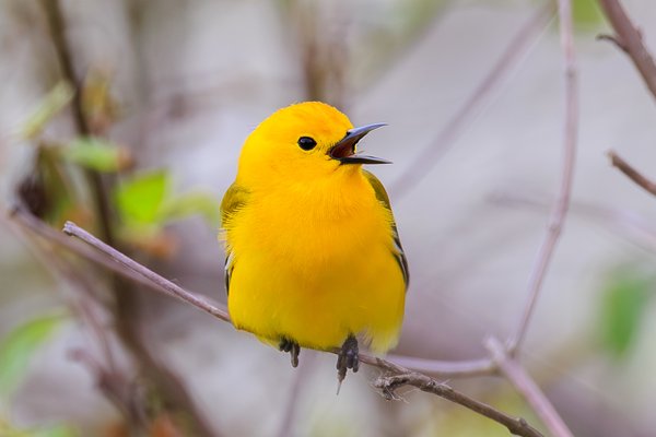 Prothonotary Warbler