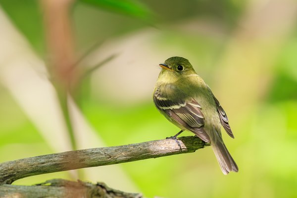 Yellow-bellied Flycatcher