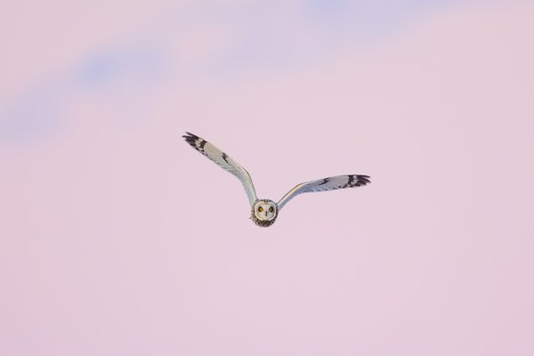 Short-eared Owl