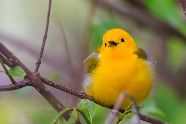 Prothonotary Warbler