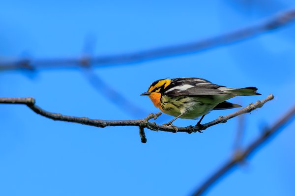 Blackburnian Warbler