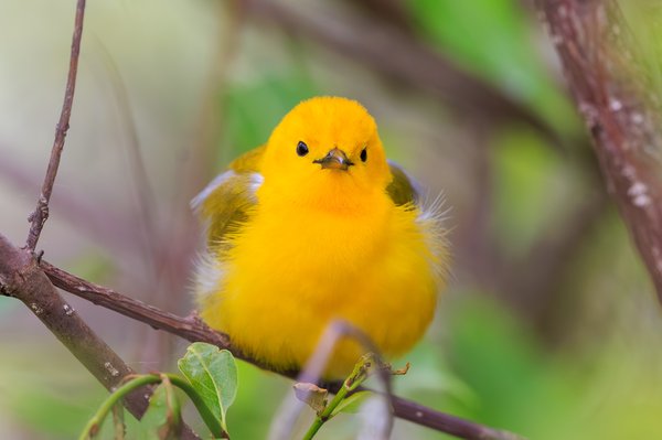 Prothonotary Warbler