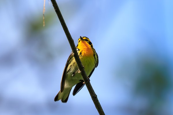 Blackburnian Warbler