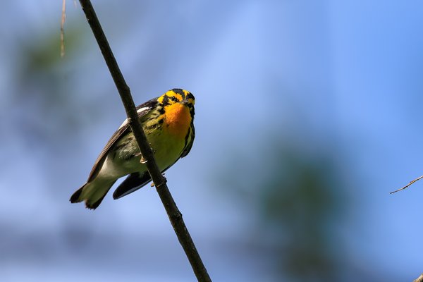 Blackburnian Warbler
