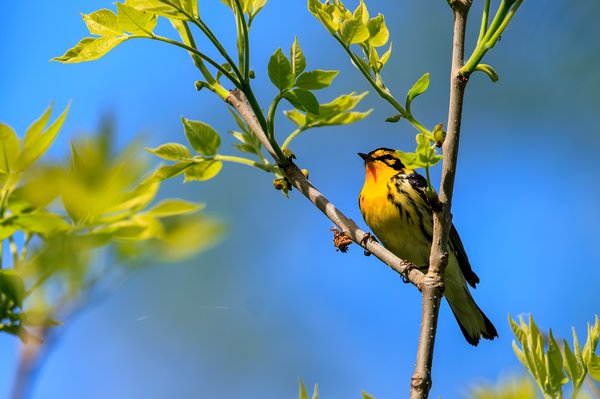 Blackburnian Warbler