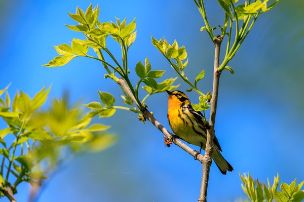 Blackburnian Warbler