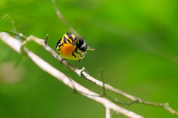 Blackburnian Warbler