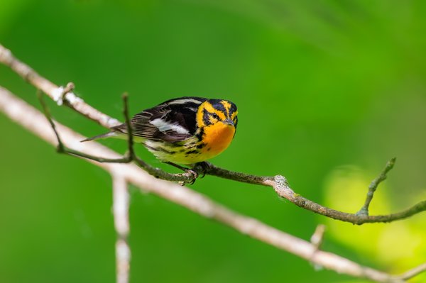 Blackburnian Warbler