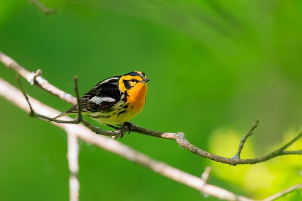 Blackburnian Warbler