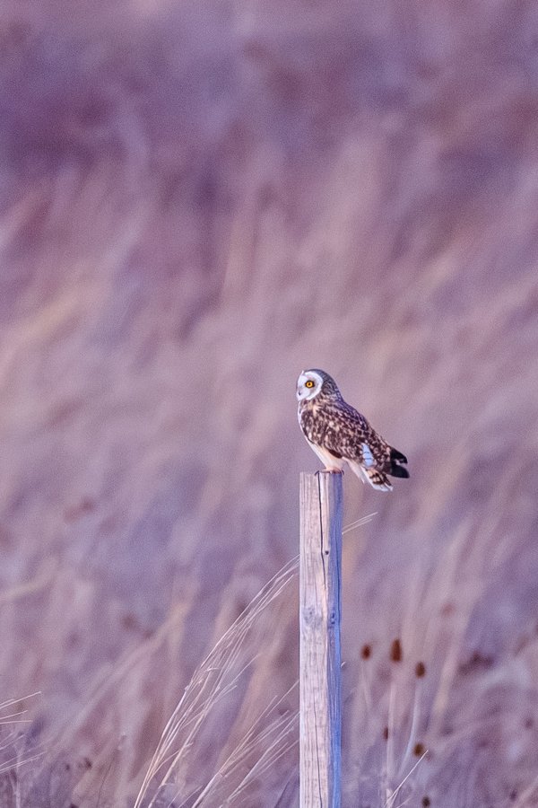 Short-eared Owl