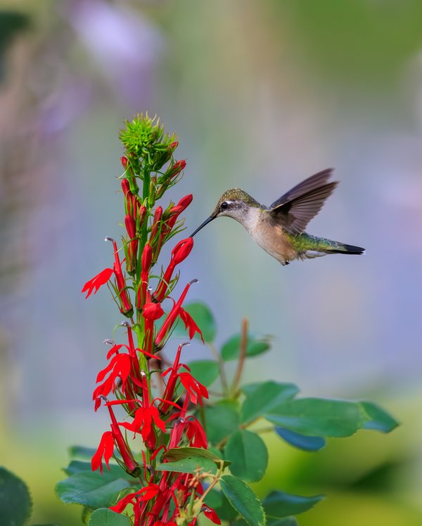 Ruby-throated Hummingbird