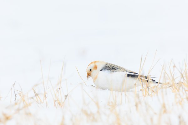 Snow Bunting