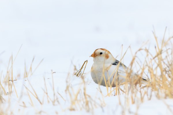 Snow Bunting